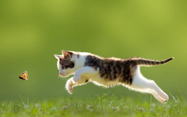 Is there a difference between canned cat red meat and white meat