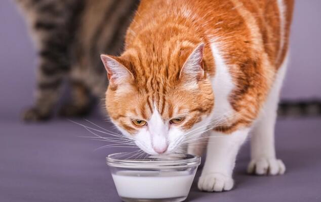 The owner should learn to help the cat 